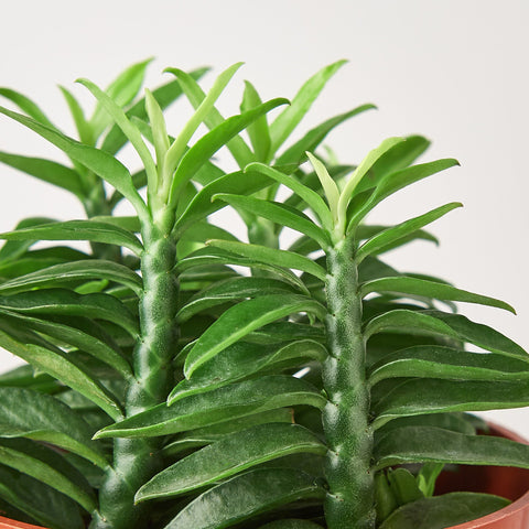 Devil's Backbone Euphorbia, detail view