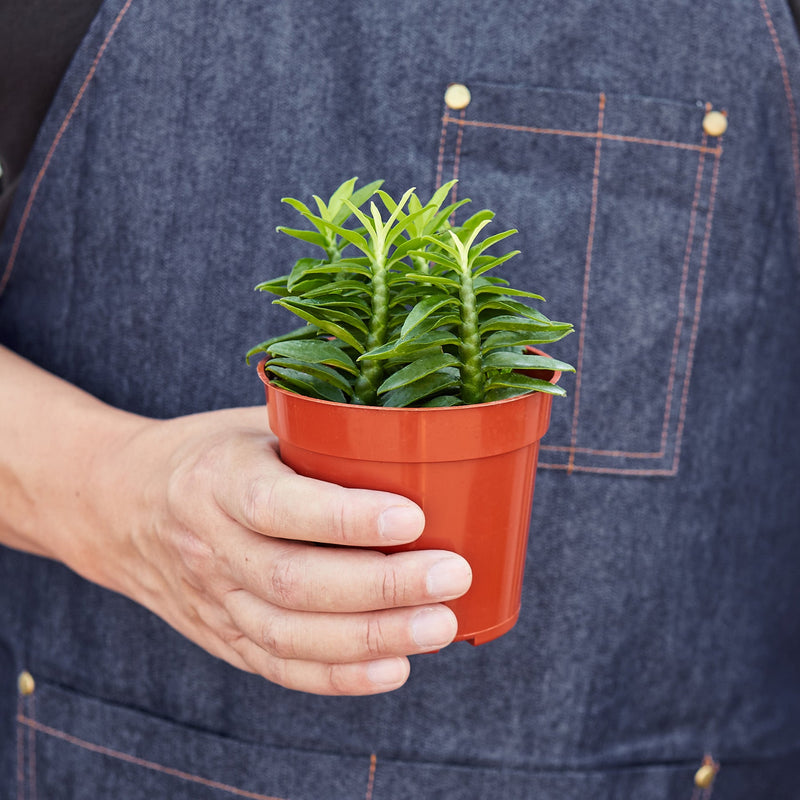 Load image into Gallery viewer, Devil's Backbone Euphorbia

