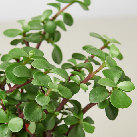 Succulent 'Elephant Bush', detail view