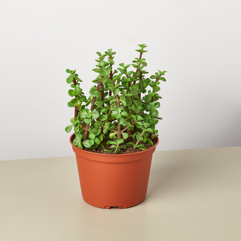 Load image into Gallery viewer, Succulent 'Elephant Bush'
