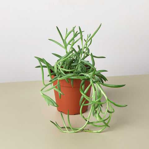 Succulent Senecio Succulent 'Fish Hooks', additional product view 2