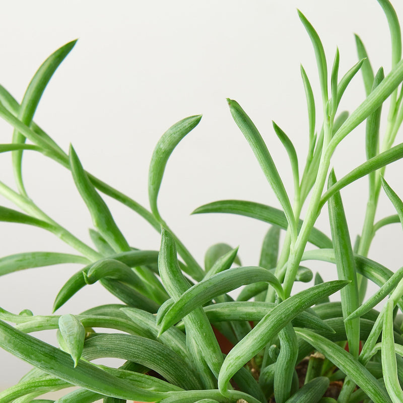 Load image into Gallery viewer, Succulent Senecio Succulent 'Fish Hooks'
