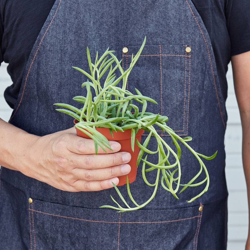 Load image into Gallery viewer, Succulent Senecio Succulent 'Fish Hooks'
