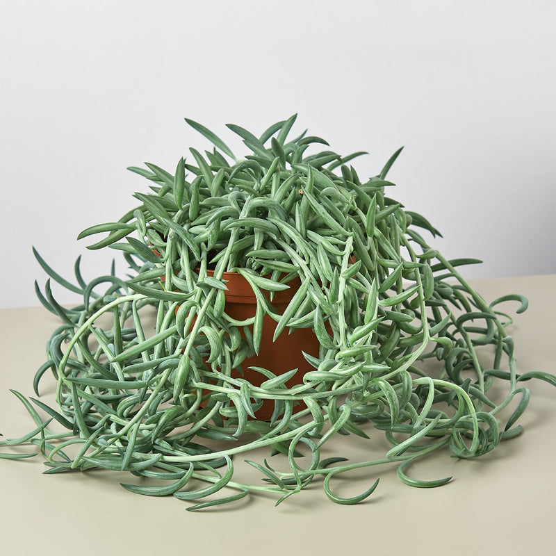 Load image into Gallery viewer, Succulent Senecio Succulent 'Fish Hooks'
