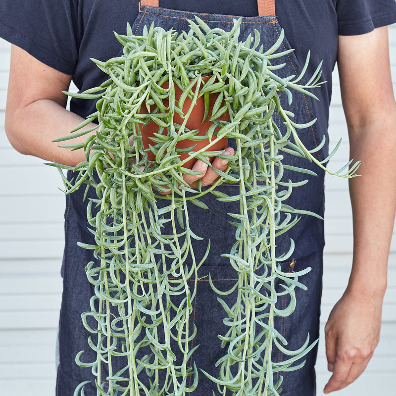 Load image into Gallery viewer, Succulent Senecio Succulent 'Fish Hooks'
