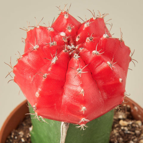 Graft Cactus 'Red', detail view