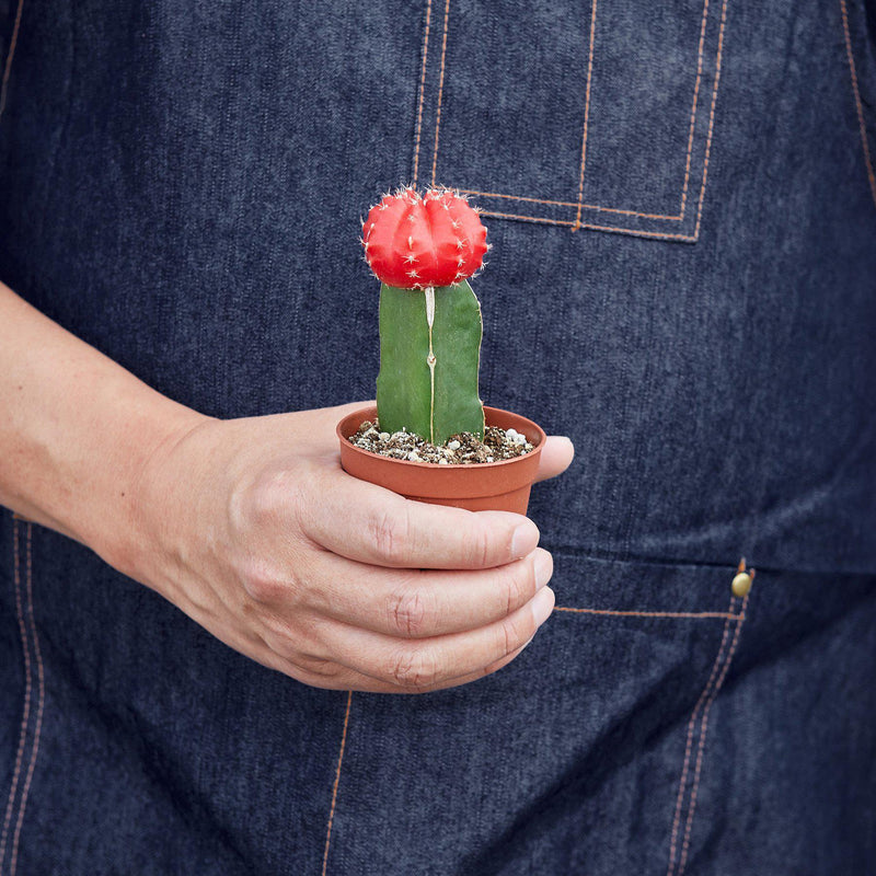 Load image into Gallery viewer, Graft Cactus 'Red'
