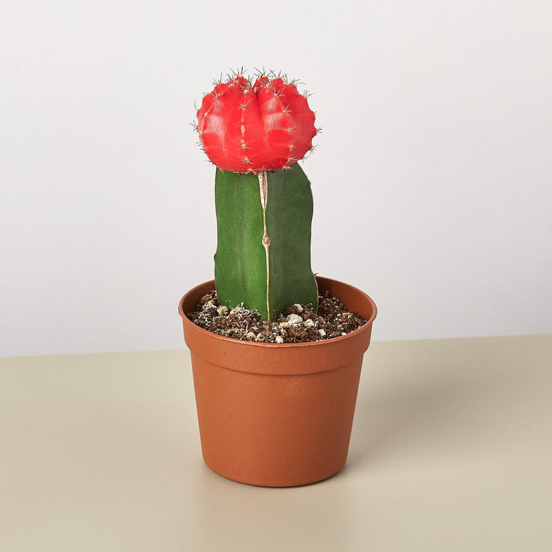 Load image into Gallery viewer, Graft Cactus 'Red'

