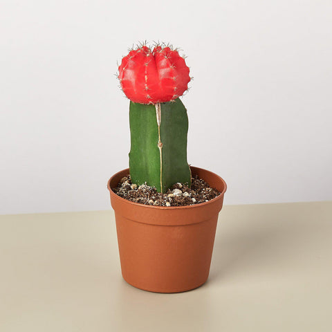 Graft cactus, red