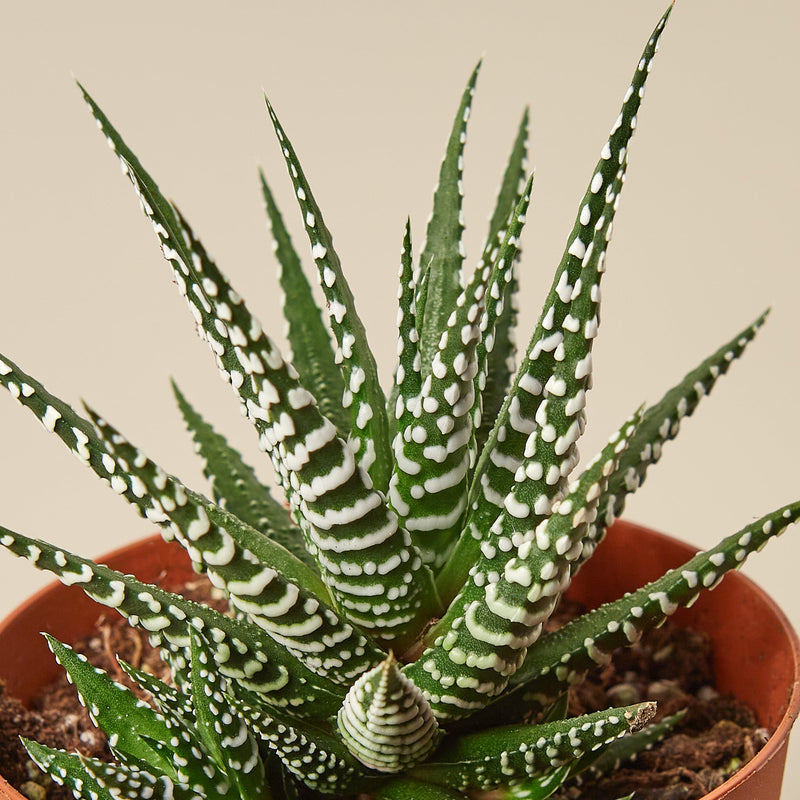 Load image into Gallery viewer, Zebra Succulent
