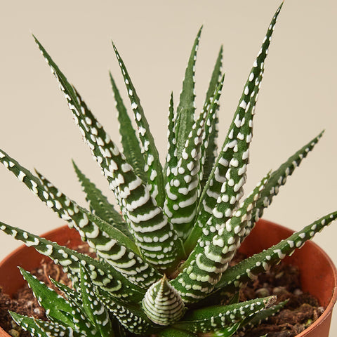 Zebra Succulent, additional product view 2