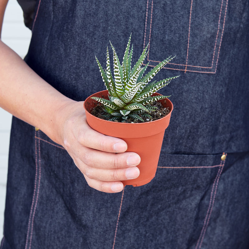Load image into Gallery viewer, Zebra Succulent
