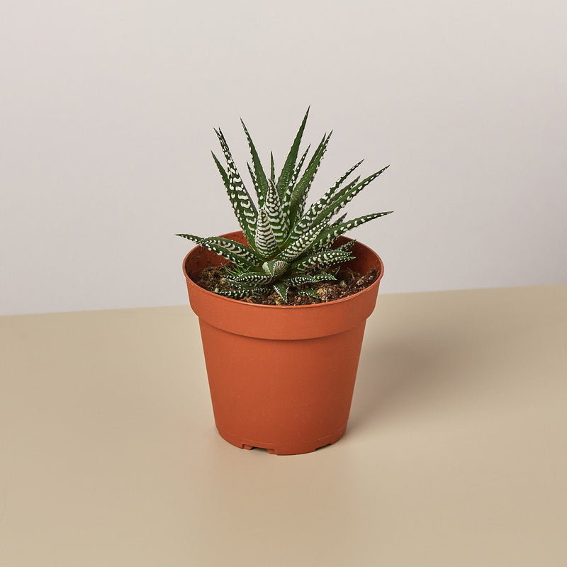 Load image into Gallery viewer, Zebra Succulent
