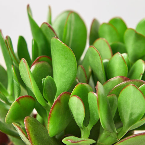 Succulent Crassula 'Jade', additional product view 2