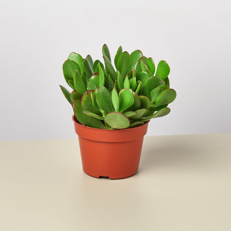Load image into Gallery viewer, Succulent Crassula 'Jade'
