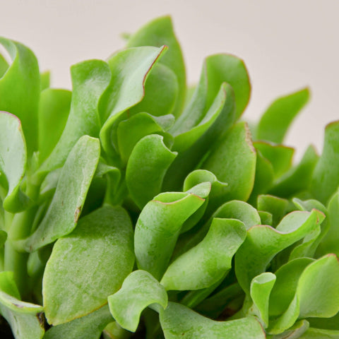 Succulent 'Ripple Jade', additional product view 2