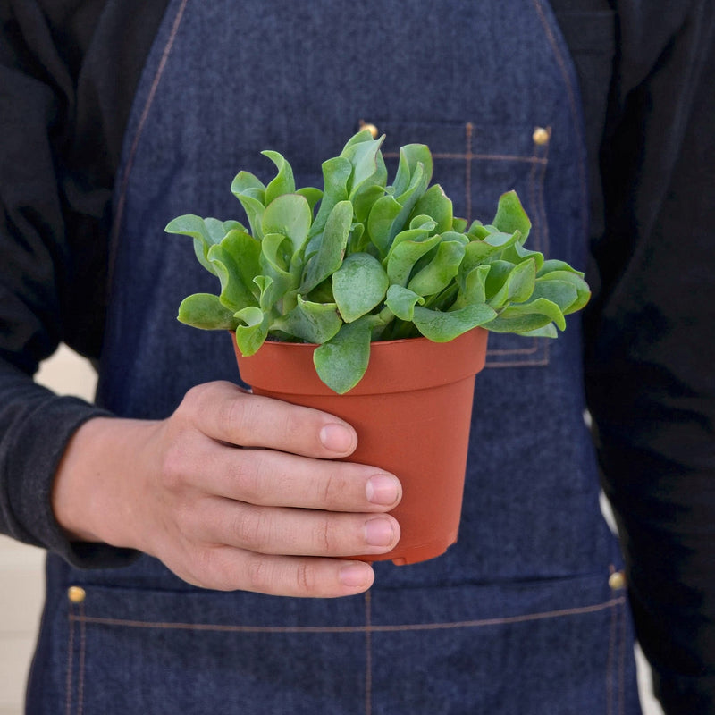 Load image into Gallery viewer, Succulent 'Ripple Jade'
