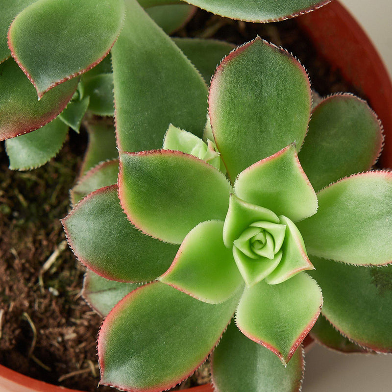 Load image into Gallery viewer, Succulent 'Kiwi'
