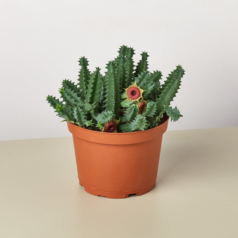 Load image into Gallery viewer, Lifesaver Cactus
