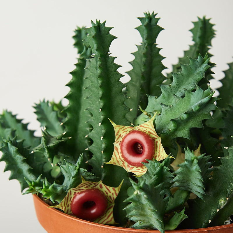 Load image into Gallery viewer, Lifesaver Cactus
