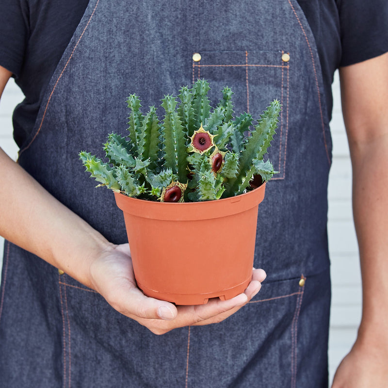 Load image into Gallery viewer, Lifesaver Cactus

