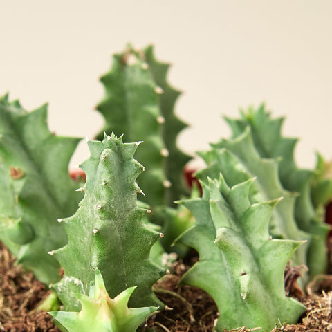 Lifesaver Cactus, additional product view 2