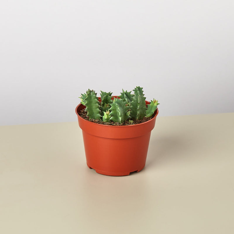 Load image into Gallery viewer, Lifesaver Cactus
