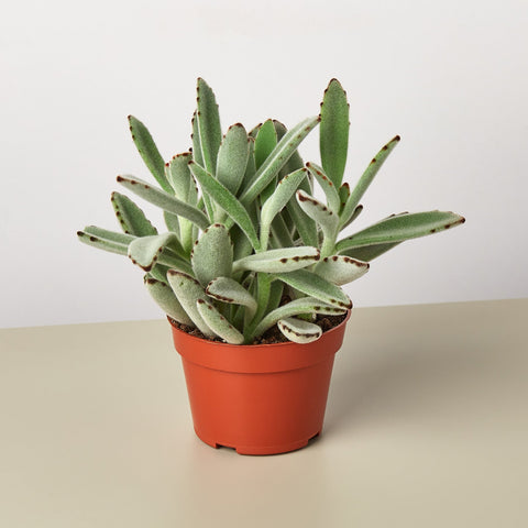 Succulent Kalanchoe Panda Plant