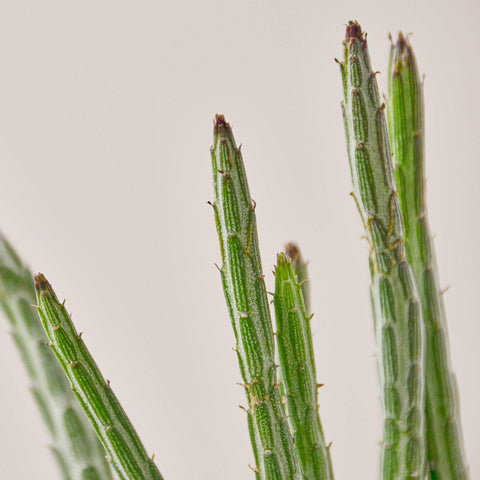Succulent Senecio Stapeliiformis 'Pickle Plant', additional product view 2