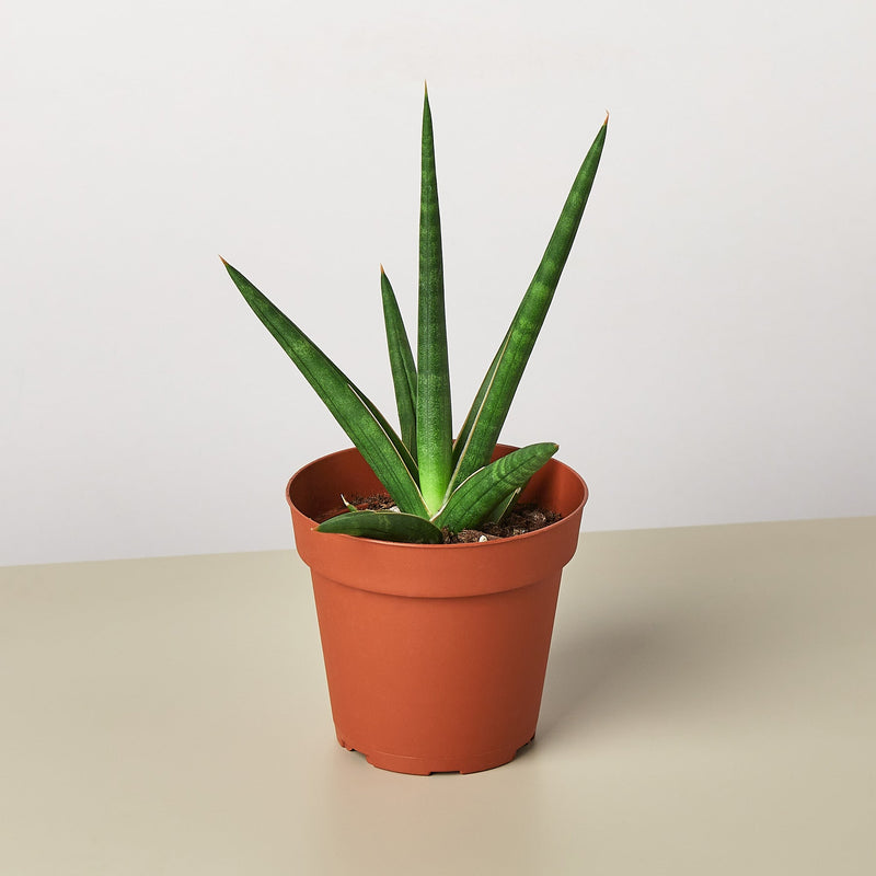 Load image into Gallery viewer, Snake Plant 'Stuckii'
