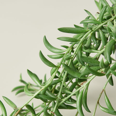 Succulent 'String of Bananas', detail view