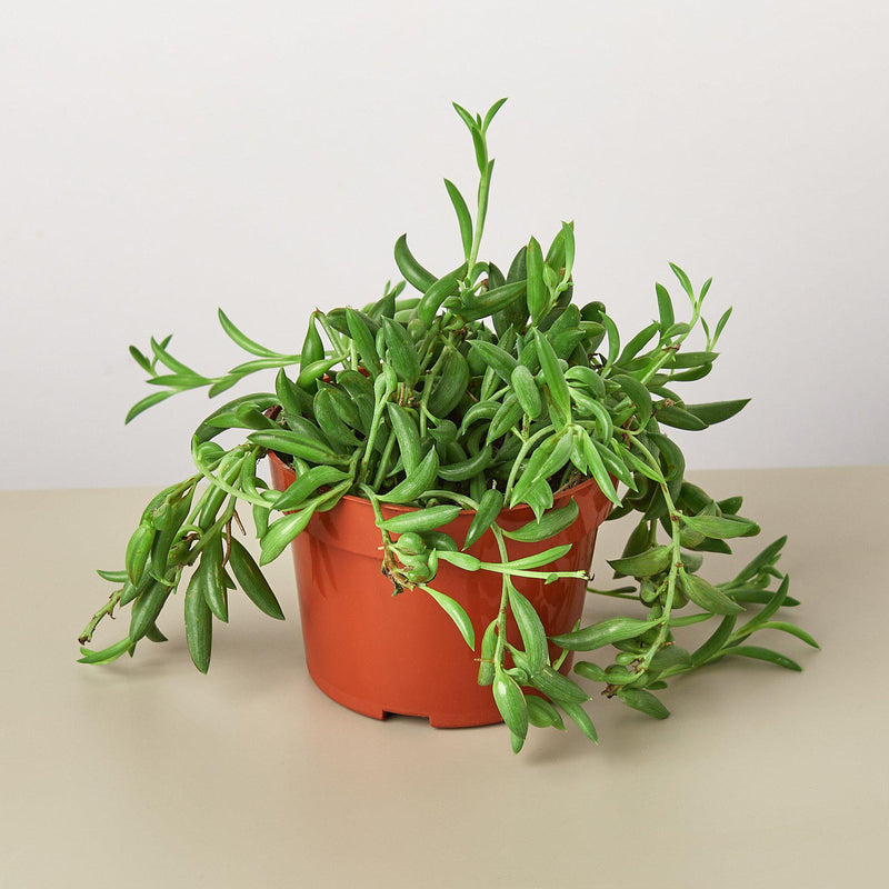 Load image into Gallery viewer, Succulent 'String of Bananas'
