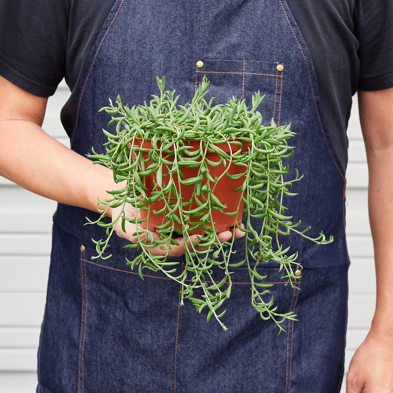 Load image into Gallery viewer, Succulent 'String of Bananas'
