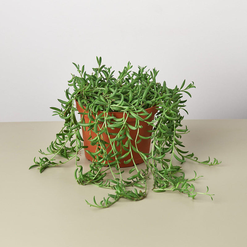 Load image into Gallery viewer, Succulent 'String of Bananas'
