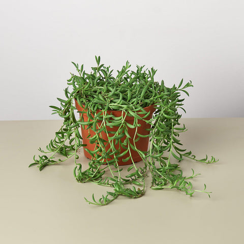 Succulent String of Bananas
