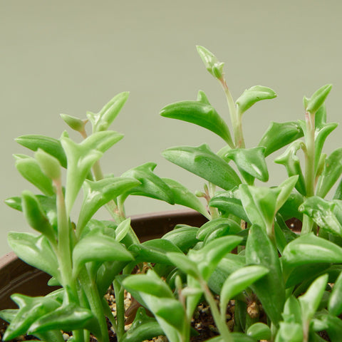 Succulent 'String of Dolphins', additional product view 2