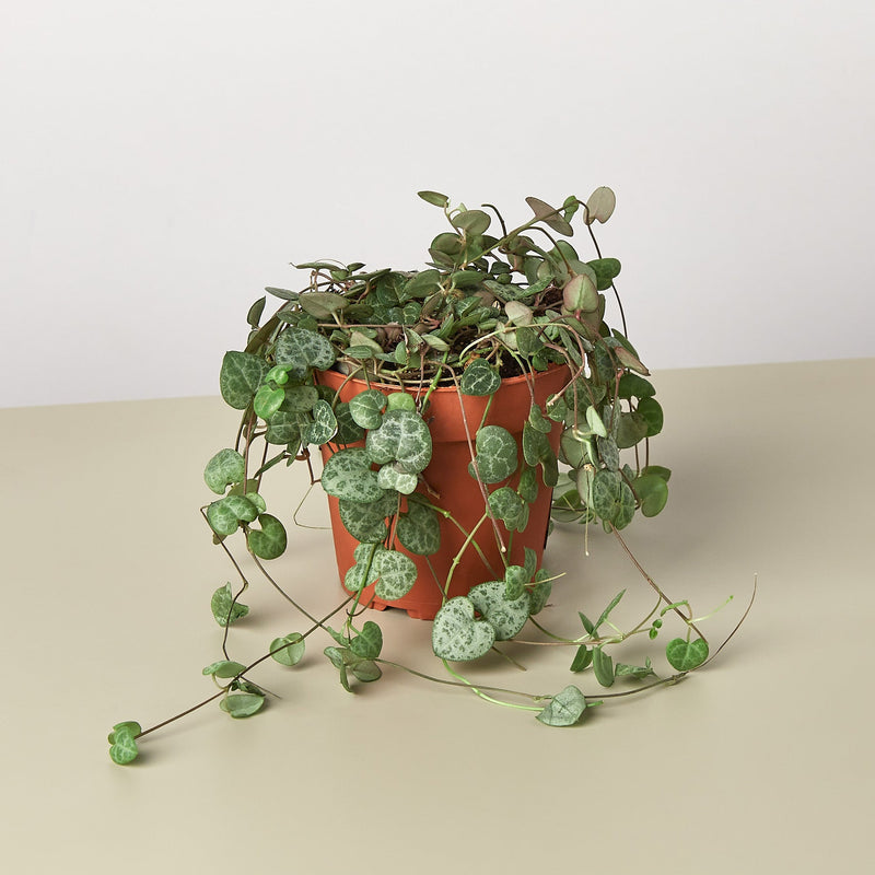 Load image into Gallery viewer, Succulent 'String of Hearts'

