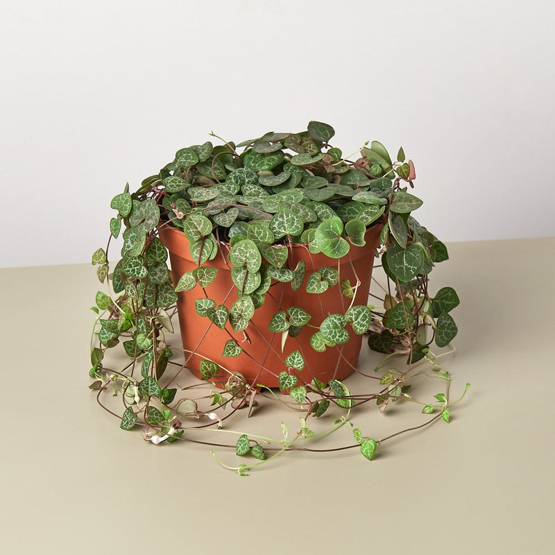 Load image into Gallery viewer, Succulent 'String of Hearts'
