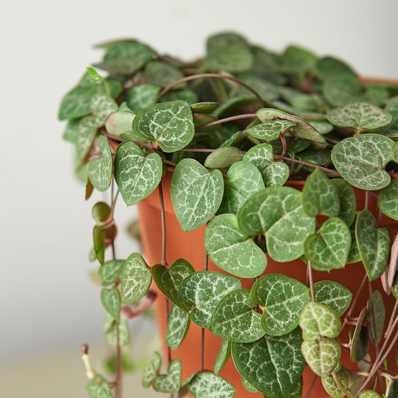 Load image into Gallery viewer, Succulent 'String of Hearts'
