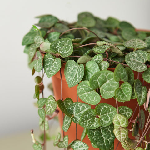 Succulent 'String of Hearts', detail view