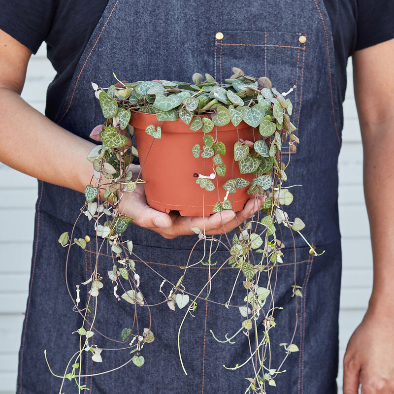 Load image into Gallery viewer, Succulent 'String of Hearts'
