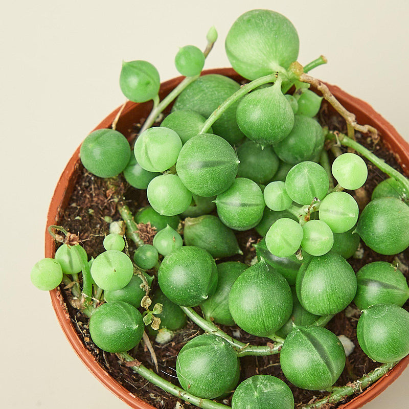 Load image into Gallery viewer, Succulent 'String of Pearls'
