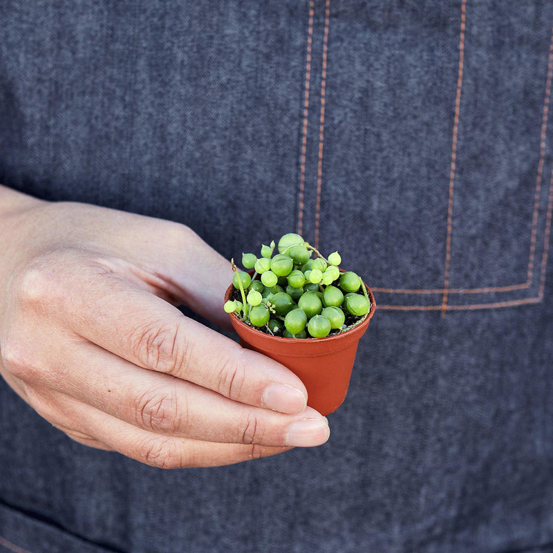 Load image into Gallery viewer, Succulent 'String of Pearls'
