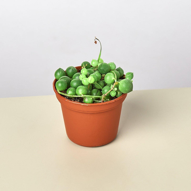Load image into Gallery viewer, Succulent 'String of Pearls'
