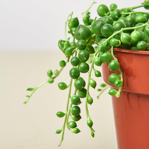 Succulent 'String of Pearls', additional product view 2