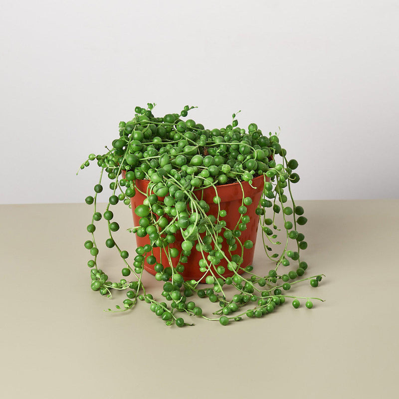 Load image into Gallery viewer, Succulent 'String of Pearls'
