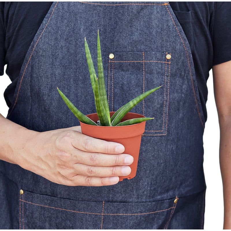Load image into Gallery viewer, Snake Plant 'Stuckii'
