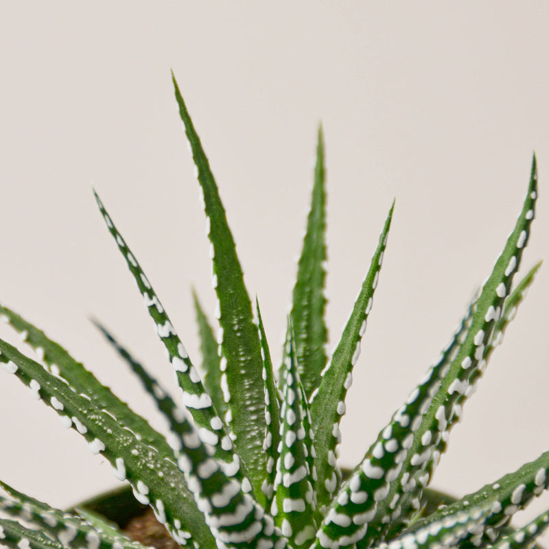 Load image into Gallery viewer, Zebra Succulent
