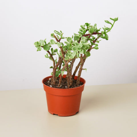 Succulent Portulacaria Rainbow Bush