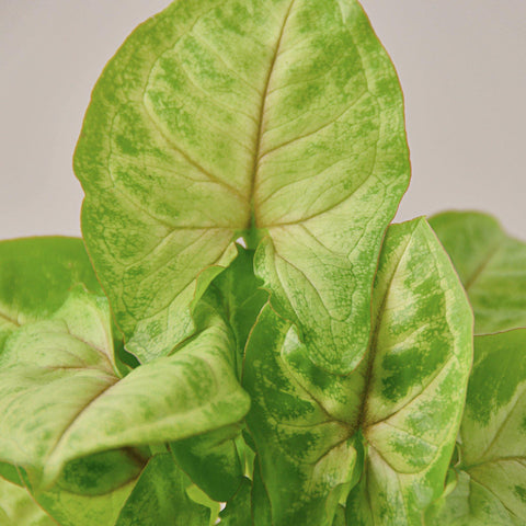 Syngonium 'Gold', additional product view 2